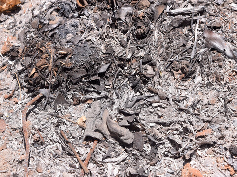 Charred Plant Debris Covered in Ash