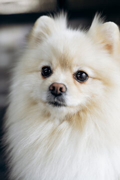 Small adorable pomeranian dog with fluffy white and tan fur, featuring bright eyes and a sweet expression