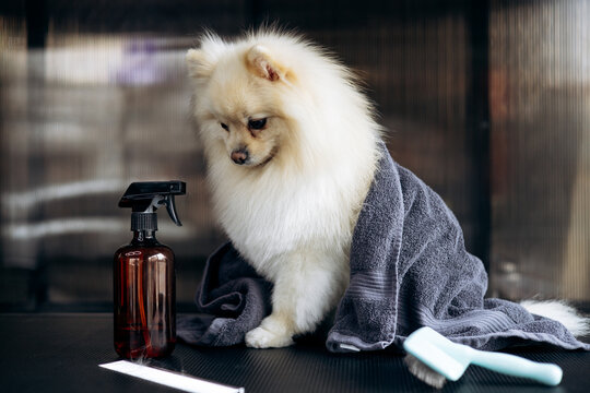 Pomeranian dog sitting wrapped in a towel on a grooming table after bathing, with a spray bottle and brush nearby