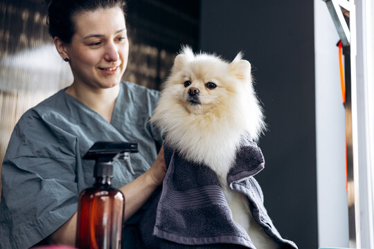 Professional groomer gently towels dry a fluffy white pomeranian on grooming table in a clean, caring pet salon environment