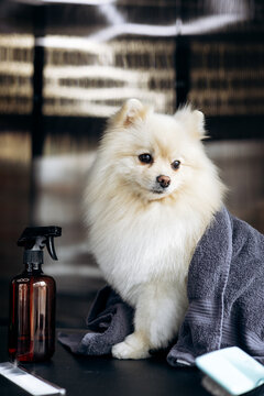 Pomeranian dog wrapped in a towel standing patiently, receiving professional grooming services with a spray bottle nearby