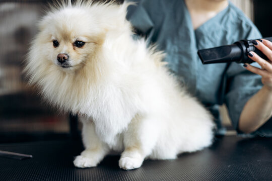 White pomeranian dog getting its fur dried by a groomer at a pet salon, showcasing professional pet care and a fresh haircut