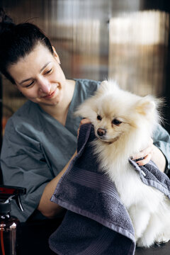 Professional groomer carefully drying small white pomeranian dog with a towel after washing, focusing on pet hygiene and care