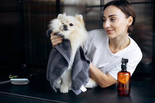 Professional groomer drying a wet pomeranian dog with a grey towel after washing. Pet care and hygiene concept