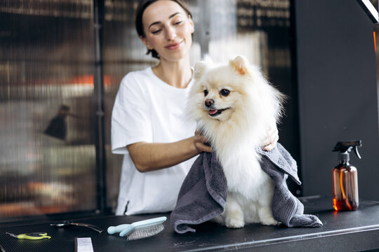 Professional groomer drying a fluffy pomeranian dog with a towel after washing at a modern pet spa grooming salon