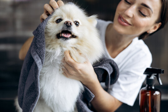 Young woman carefully drying a wet fluffy pomeranian dog with a towel, providing professional pet care and hygiene