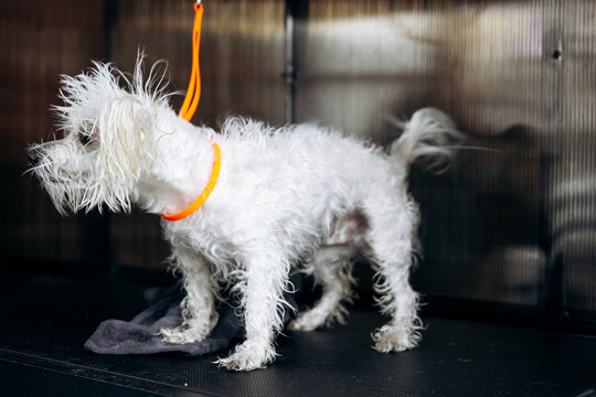 Small dog with fluffy white fur getting bath and grooming at pet salon, clean and refreshing pet hygiene