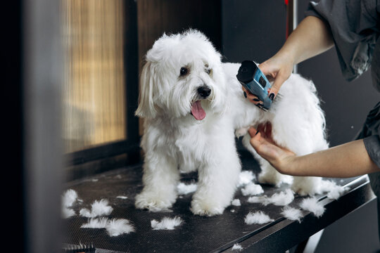 Professional groomer cutting a happy maltipoo dog's hair with electric clippers, providing pet care and hygiene