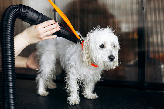Small maltese dog receiving a professional blow dry treatment from a groomer in a pet grooming salon