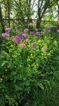 Allium flowers in grass. Blooming round spherical purple allium flowers on green stems growing in grass with yellow flowers near old metal mesh fence on sunny spring day. Natural background Vertical