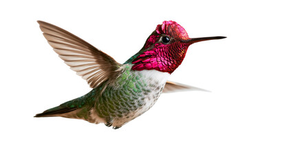 Anna s hummingbird in flight with iridescent magenta head and green feathers © Otillie