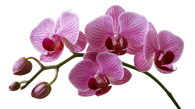 Pink phalaenopsis orchid branch with blooming flowers and closed buds