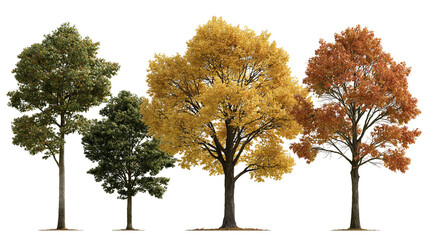 Four deciduous trees with green, yellow and orange autumn foliage © Otillie