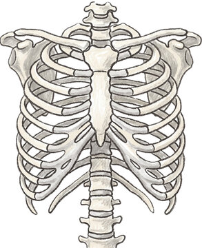 bone