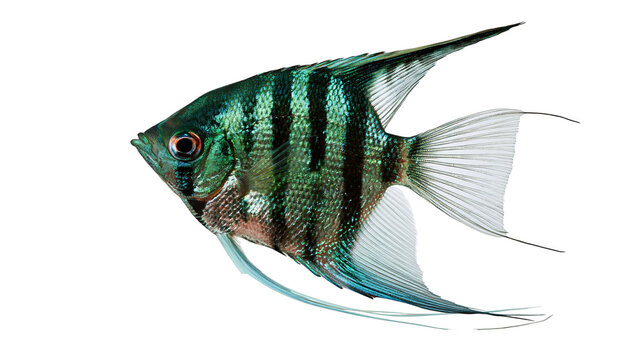 Iridescent green and black striped angelfish with long flowing fins