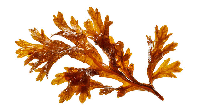 Fresh brown seaweed frond with glossy texture and small air bladders