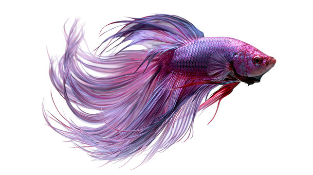 Vibrant purple and pink betta fish with long flowing fins swimming