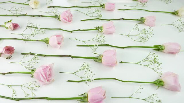 Pink rose flowers on a white background.