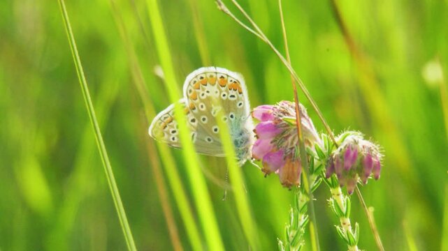 Close-up footage of a butterfly with pale underwings marked by black-and-white eyespots and an orange border, perched on pink heather flowers amid tall green grass stems in soft natural light.