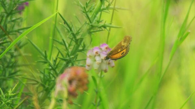 Macro close-up footage of a brown and orange butterfly with a visible eyespot feeding on pale pink heather flowers, surrounded by soft-focus green grass and gorse in a heathland or grassland setting.