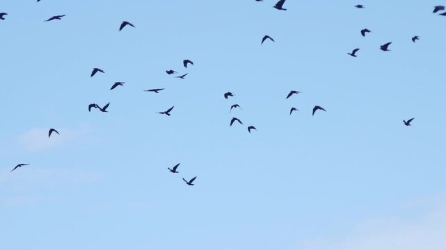 A wide follow camera shot tracks a large flock of black birds flying scattered across a light blue afternoon sky with soft clouds in Hungary during seasonal migration or daily gathering.