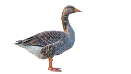 Gray goose with orange beak and legs, isolated on transparent background © Niamh