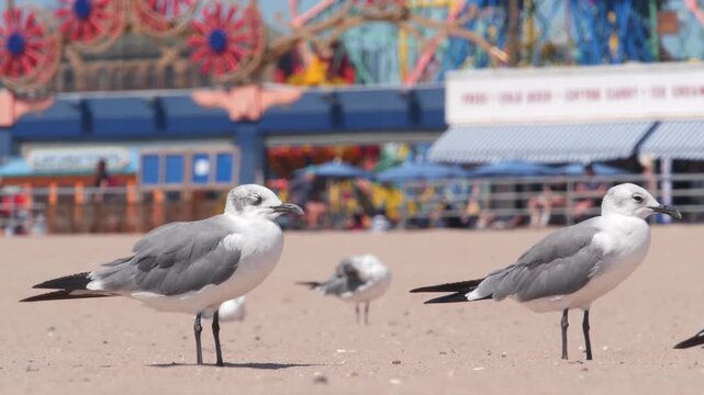 Seagulls on Coney Island beach in Brooklyn, New York, United States. Boardwalk near retro luna park. Sea gulls and amusement park on ocean coast. Waterfront summer holiday promenade in USA.