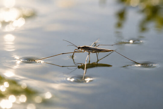 A water strider on calm water, its slender legs creating delicate ripples.
