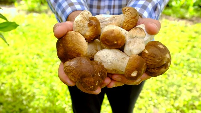 Wild mushrooms in a hand. Selective focus.