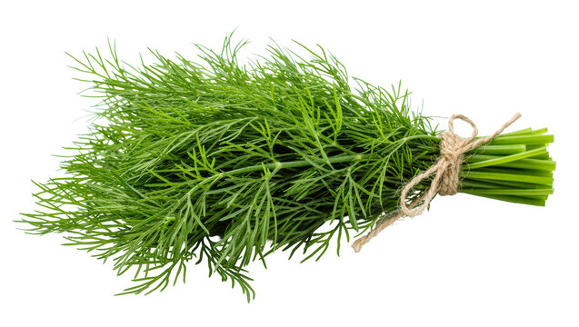 Fresh green dill herb bunch tied with twine, isolated on transparent background