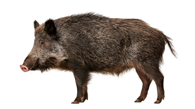 Large hairy wild boar standing in profile view