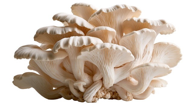 Fresh cluster of white oyster mushrooms with delicate gills and organic texture