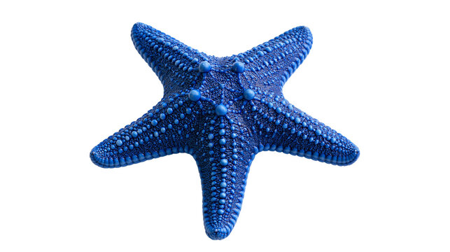 Vibrant blue textured starfish with five arms and granular surface detail