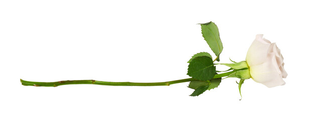 Fototapeta premium Lying cream rose flower isolated on white or transparent background. Profile view.