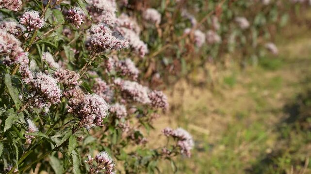 アサギマダラが飛ぶスローモーション動画