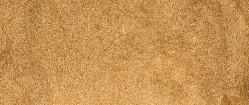 Close-up macro shot of light brown animal fur texture, showing dense, soft, and fine hair strands in a natural tan color palette for organic background patterns