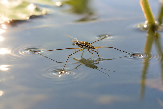 A water strider on calm water, its slender legs creating delicate ripples.