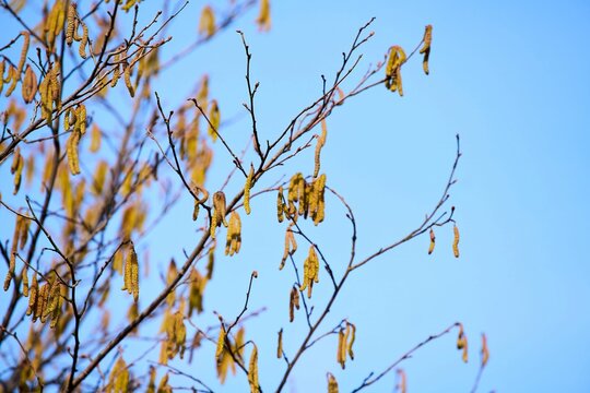 Spring catkins on tree branch against blue sky
