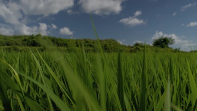 Extreme Close Up of Green Rice Blades Pulling Back to Reveal Wide Paddy Field and Blue Sky in Nonsan, South Korea