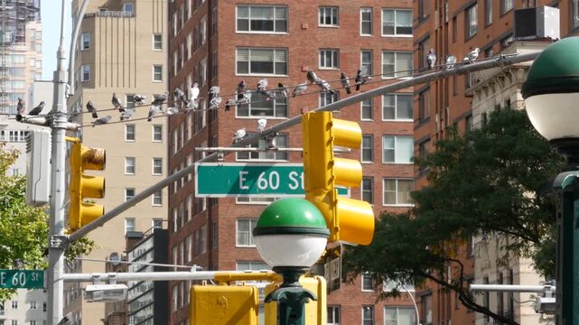 New York City 60 street sign in Manhattan Midtown, United States. Urban road sign in american city, traffic sign in NYC. Architecture of East Side. Subway entrance green globe, orb lamp. Pigeon birds.