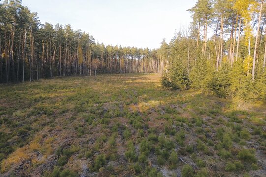 Growing pine saplings shaping a future forest area
