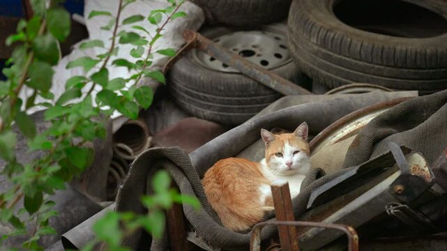 Orange and white cat resting inside cluttered tire pile with rusted scrap metal and green leaves in outdoor storage, low eye level composition, muted natural daylight, urban decay mood