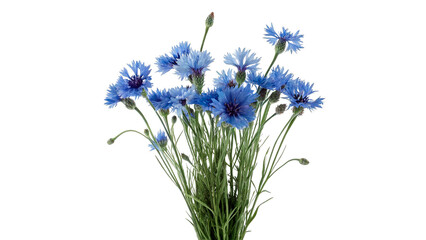 Obraz premium Bunch of fresh wild blue cornflowers isolated on transparent background