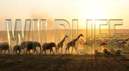 Fototapeta premium Large transparent glass letters spelling wildlife in African savanna landscape, elephants, giraffes and lions at sunset. Nature conservation, safari travel, ecology, environment.