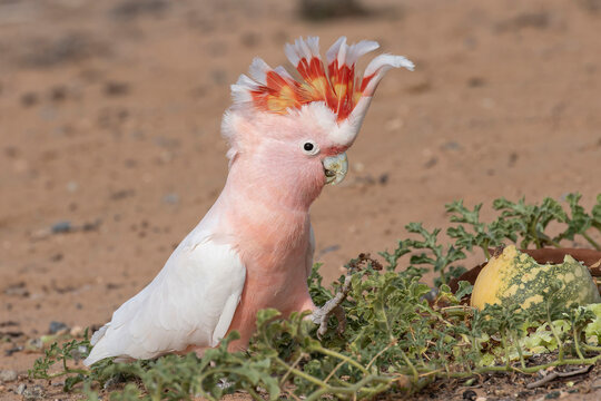 Australian Pink Cockatoo with crest erect