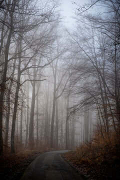 Petite route foresti&egrave;re sinueuse traversant une for&ecirc;t de feuillus envelopp&eacute;e dans le brouillard en automne.