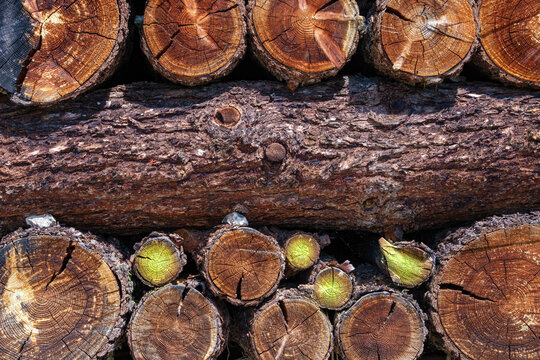 Gros plan sur des rondins de bois empil&eacute;s, montrant les cernes de croissance, l'&eacute;corce et les textures naturelles du bois.