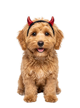 Cute puppy wearing red devil horns headband isolated on transparent background