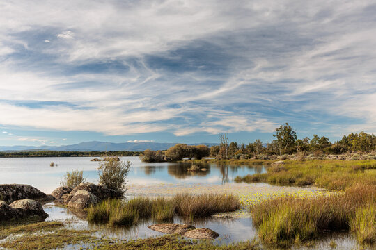 Wetland landscape with rushes, yellow water-lilies, and various tree species. Valpara&iacute;so Reservoir, Zamora, Castile and Le&oacute;n, Spain.
