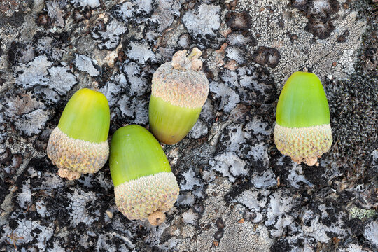 Acorns on a lichen-covered rock. Quercus pyrenaica. Pyrenean oak.